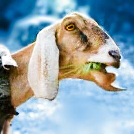 Goat ist tot